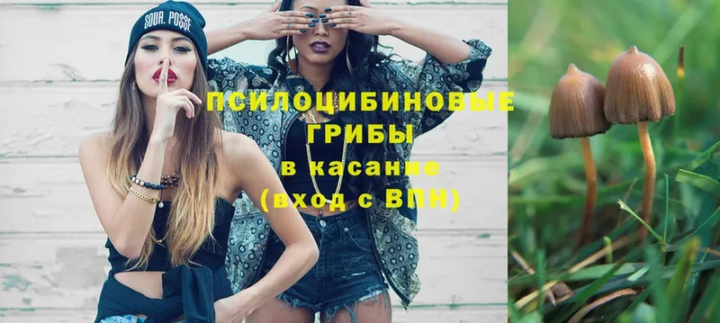 Галлюциногенные грибы Psilocybe  Буинск 